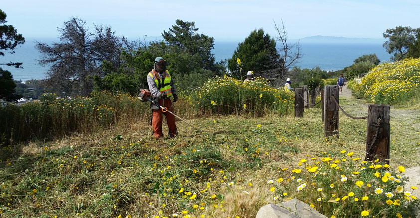 weed abatement services